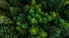 aerial view of coniferous forest